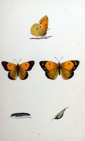 Souci. Planche d'identification Morris. Cliquer pour agrandir l'image.