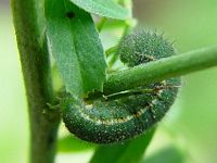 Soufré. Chenille. Cliquer pour agrandir l'image.