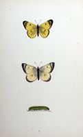Soufré. Planche d'identification Morris. Cliquer pour agrandir l'image.