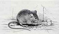 Souris grise. Dessin. Cliquer pour agrandir l'image.