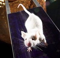 Souris grise. Souris blanche. Cliquer pour agrandir l'image.