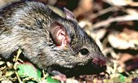 Souris grise. Cliquer pour agrandir l'image.