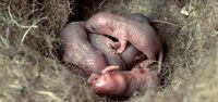 Souris grise. Jeunes 2 jours au nid. Cliquer pour agrandir l'image.