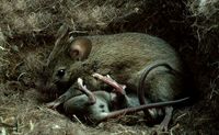 Souris grise. Jeunes 20 jours au nid. Cliquer pour agrandir l'image.