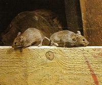 Souris grise. Cliquer pour agrandir l'image.