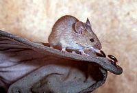 Souris grise. Cliquer pour agrandir l'image.