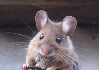 Souris grise. Cliquer pour agrandir l'image.