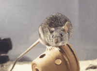 Souris grise. Cliquer pour agrandir l'image.