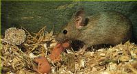 Souris grise. Cliquer pour agrandir l'image.