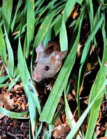Souris grise. Cliquer pour agrandir l'image.