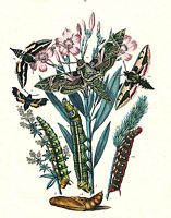 Sphingidés. Planche. Cliquer pour agrandir l'image.