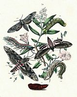 Sphingidés. Planche. Cliquer pour agrandir l'image.