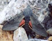 Sphinx chauve-souris. Cliquer pour agrandir l'image.