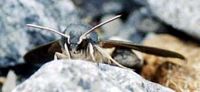 Sphinx chauve-souris. Cliquer pour agrandir l'image.