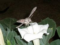 Sphinx du liseron. Cliquer pour agrandir l'image.