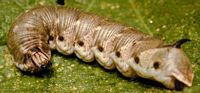 Sphinx du liseron. Chenille. Cliquer pour agrandir l'image.