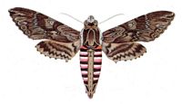 Sphinx du liseron. Planche Huebner. Cliquer pour agrandir l'image.