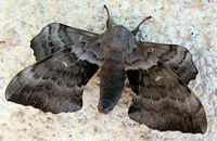 Sphinx du peuplier. Cliquer pour agrandir l'image.