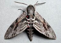 Sphinx du peuplier. Cliquer pour agrandir l'image.