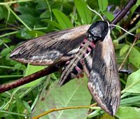 Sphinx du peuplier. Cliquer pour agrandir l'image.