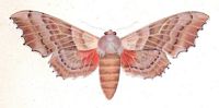 Sphinx du peuplier. Planche Huebner. Cliquer pour agrandir l'image.