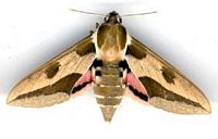 Sphinx de l'euphorbe. Cliquer pour agrandir l'image.