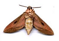 Sphinx de l'euphorbe. Cliquer pour agrandir l'image.