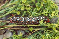 Sphinx de l'euphorbe. Chenille. Cliquer pour agrandir l'image.