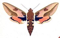 Sphinx de l'euphorbe. Planche Huebner. Cliquer pour agrandir l'image.