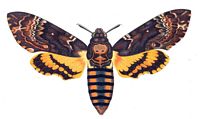 Sphinx tête-de-mort. Identification. Cliquer pour agrandir l'image.