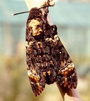 Sphinx tête-de-mort. Cliquer pour agrandir l'image.