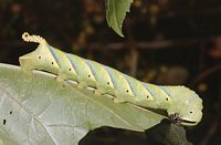 Sphinx tête-de-mort. Chenille forme verte. Cliquer pour agrandir l'image.