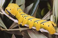 Sphinx tête-de-mort. Chenille forme jaune. Cliquer pour agrandir l'image.