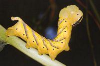 Sphinx tête-de-mort. Chenille dressee forme jaune. Cliquer pour agrandir l'image.