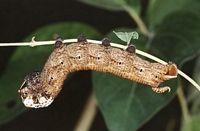 Sphinx tête-de-mort. Chenille forme brune. Cliquer pour agrandir l'image.