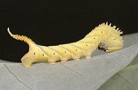 Sphinx tête-de-mort. Chenille troisième stade. Cliquer pour agrandir l'image.