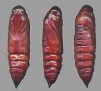 Sphinx tête-de-mort. Chrysalide. Cliquer pour agrandir l'image.