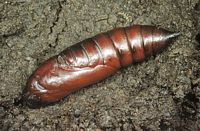Sphinx tête-de-mort. Chrysalide. Cliquer pour agrandir l'image.