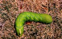 Sphinx tête-de-mort. Dans le jardin. Cliquer pour agrandir l'image.