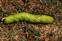 Sphinx tête-de-mort. Dans le jardin. Cliquer pour agrandir l'image.