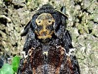 Sphinx tête-de-mort. Cliquer pour agrandir l'image.