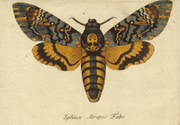 Sphinx tête-de-mort. Dessin. Cliquer pour agrandir l'image.