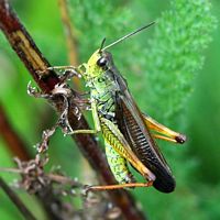 Stauroderus scalaris. Mâle vue latérale, Cheires de Côme. Cliquer pour agrandir l'image.