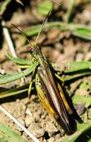 Stauroderus scalaris. Ceyssat. Cliquer pour agrandir l'image.
