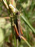 Stauroderus scalaris. Mâle. Cliquer pour agrandir l'image.