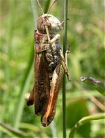 Stauroderus scalaris. Femelle. Cliquer pour agrandir l'image.