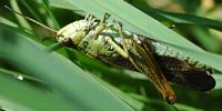Stauroderus scalaris. Fontaine-au-Loup. Cliquer pour agrandir l'image.