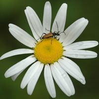 Sténochore du midi. Mâle, Sauterre. Cliquer pour agrandir l'image.