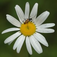 Sténochore du midi. Mâle, Sauterre. Cliquer pour agrandir l'image.