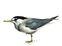 Sterne naine. Cliquer pour agrandir l'image.